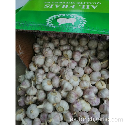 Nueva temporada Normal Fresh Garlic 2019